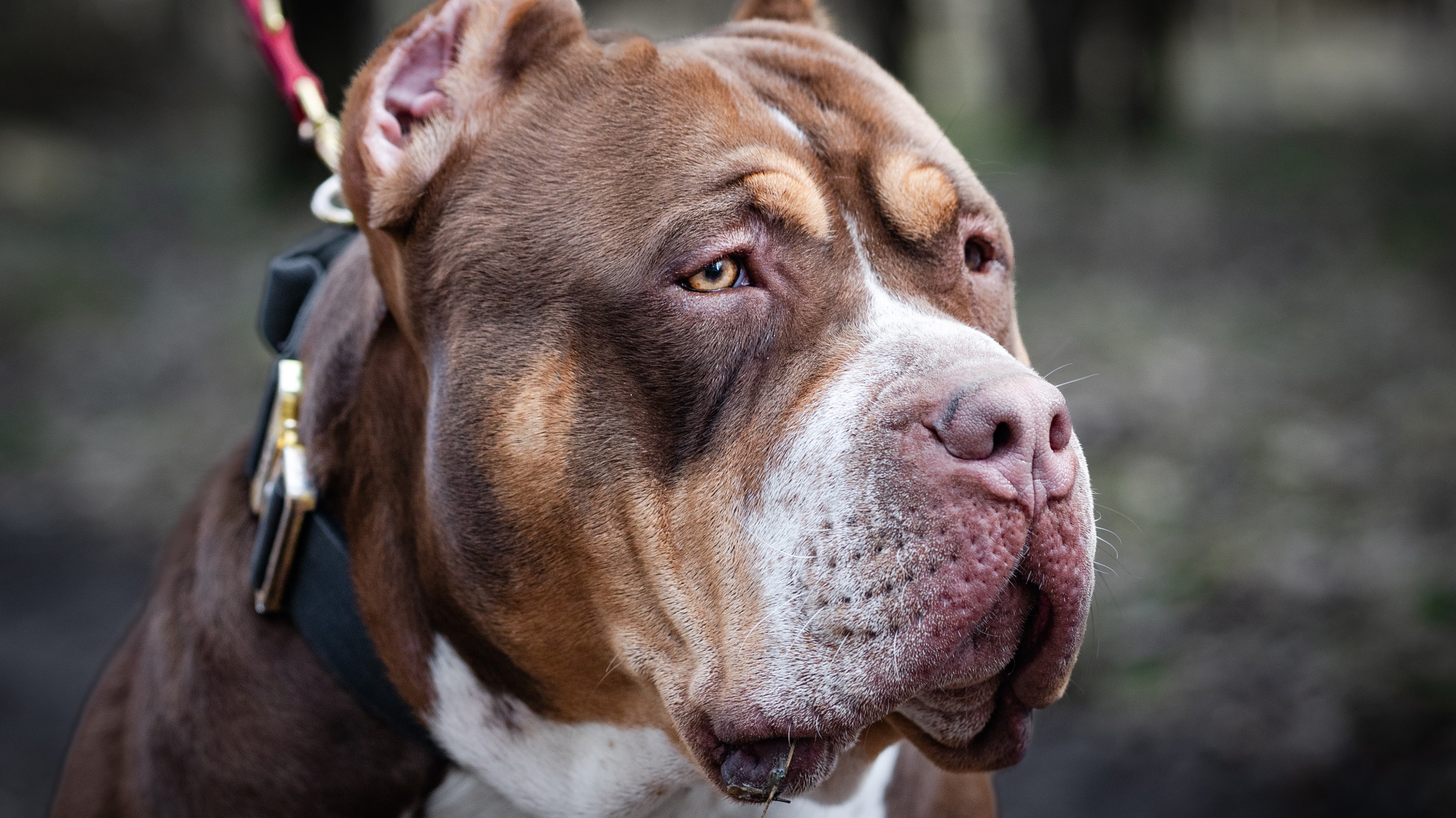 An American Bully dog with a leash in the woods.